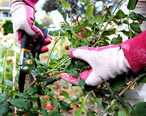 Pruning Roses