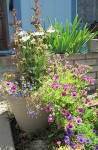 Summer planter with edible lettuce and prolific flowers