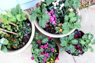 Winter planters with mixed edibles, pansies and cyclamen