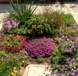 Colorful mix of low moisture perennials
